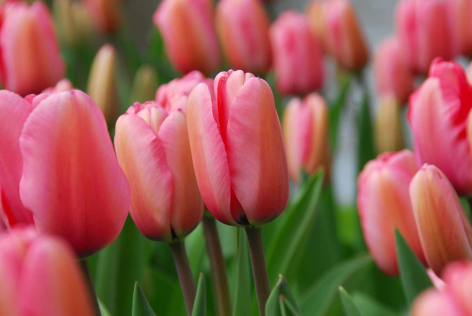 Tulppaani 'Pink Impression'